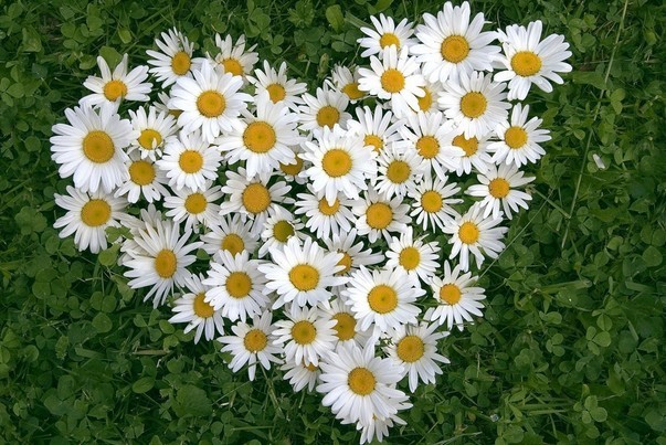 12星座代表的花分别是什么？