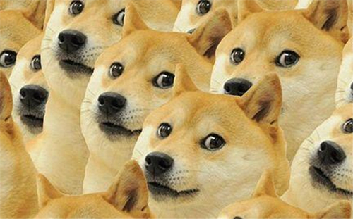 为什么单身会被称为单身狗