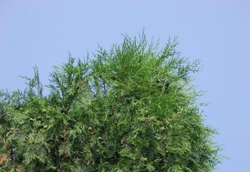 侧柏叶的功效与作用有哪些？