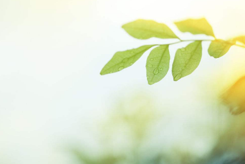 精神分析学派的观点