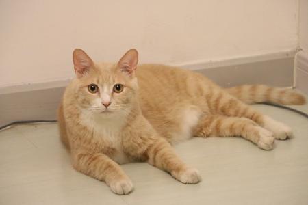 黄油猫悖论：有趣的脑洞问题