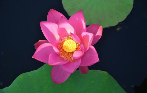 关于荷花的诗句大全你知多少？