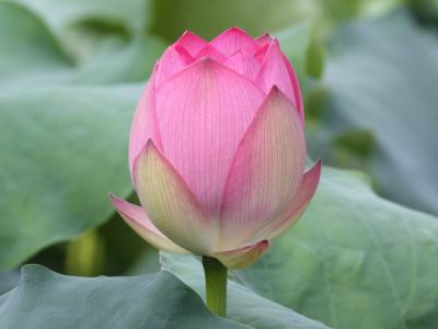 关于荷花的诗句大全你知多少？