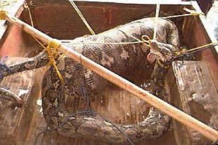安徽巨蟒渡劫事件始末