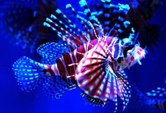 上海海洋水族馆游玩攻略
